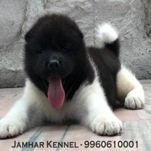 Akita Puppy For Sale-Dog Breeder in Wakad, PCMC, Pune