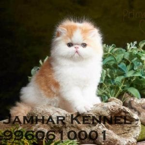 Full Punch Face Persian Kitten for Sale in Wakad, Pune -Pet Shop, Cat Breeder in Wakad, PCMC