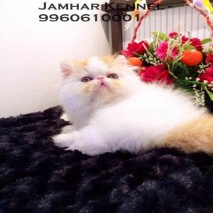 Full Punch Face Persian Kitten for Sale in Wakad, Pune-Pet Shop, Cat Breeder in Wakad, PCMC 4