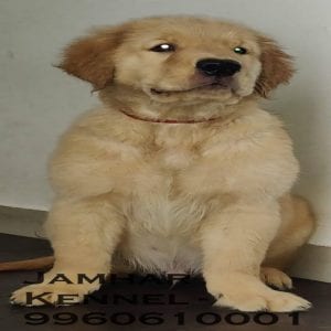 Golden Retriever Male Puppy for Sale in Wakad, Pune-Pet Shop, Dog Breeder in Wakad, PCMC