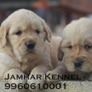 Golden Retriever Puppies for Sale in Wakad, Pune-Pet Shop, Dog Breeder in Wakad, PCMC