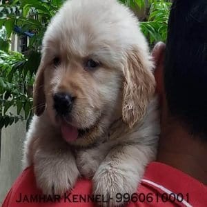 Golden Retriever Puppy for Sale in Wakad, Pune-Pet Shop, Dog Breeder in Wakad, PCMC 4