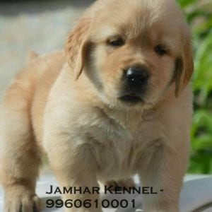 Golden Retriever Puppy for Sale in Wakad, Pune-Pet Shop, Dog Breeder in Wakad, PCMC 8