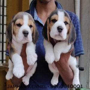 Healthy Beagle Puppies For Sale-Dog Breeder in Wakad, PCMC, Pune