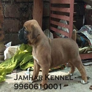 Healthy Boxer Puppy For Sale-Dog Breeder in Wakad, PCMC, Pune 11