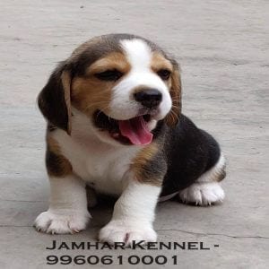 Healthy Beagle Puppy For Sale-Dog Breeder in Wakad, PCMC, Pune