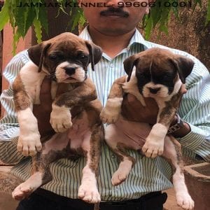 Healthy Boxer Puppies For Sale-Dog Breeder in Wakad, PCMC, Pune