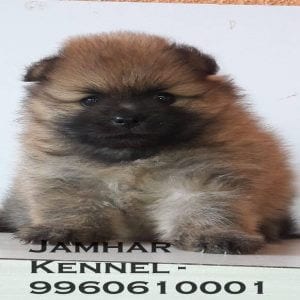 Mini Pom Puppy For Sale-Dog Breeder in Wakad, PCMC 11