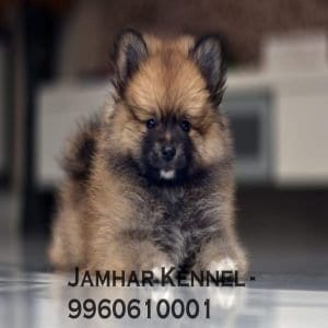Miniature Pom Puppy For Sale- Dog Breeder in Wakad, PCMC 2