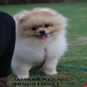 Miniature Pom Puppy For Sale- Dog Breeder in Wakad, PCMC