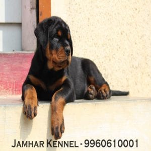 Rottweiler Puppy For Sale-Dog Breeder in Wakad, PCMC, Pune
