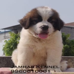 Saint Bernard Puppy for sale in Wakad, PCMC-2