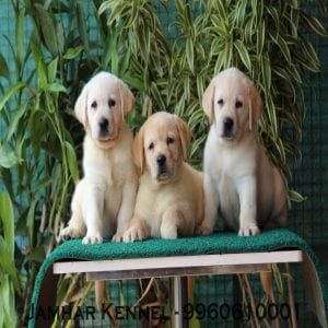 Show Quality Labrador Puppies for Sale in Wakad, Pune-Pet Shop, Dog Breeder in Wakad, PCMC