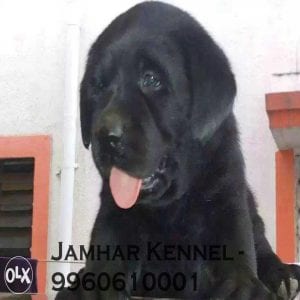 Show Quality Labrador Puppy for Sale in Wakad, Pune-Pet Shop, Dog Breeder in Wakad, PCMC 2