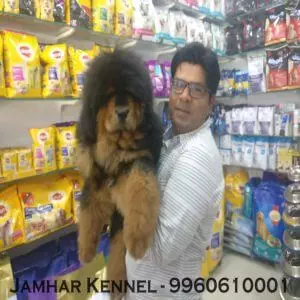 Tibetian Mastiff Puppy available for sale-dog breeder in Wakad, PCMC